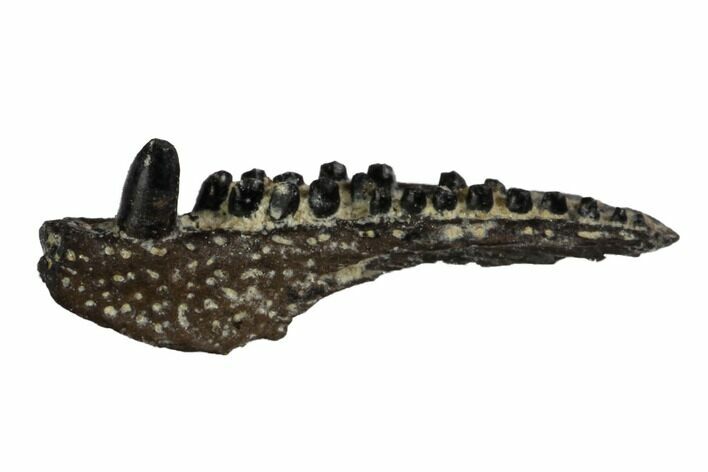 Permian Reptile (Captorhinus) Jaw Section - Oklahoma #137632